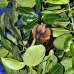 bat_fruit_lan_baa_v_0235_mal0292.jpg